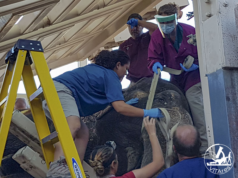 Juno cancer elephant electrochemotherapy evvivax 800px