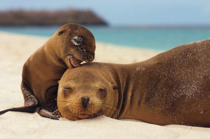 Sea lion cancer