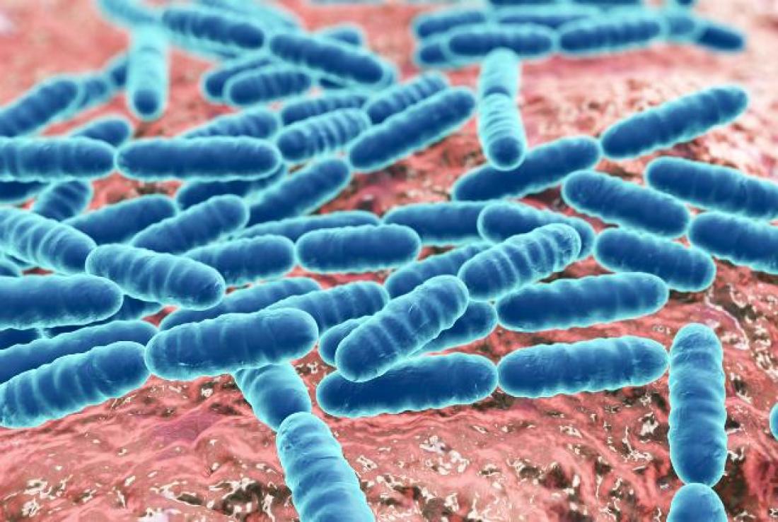 bacteria antibody
