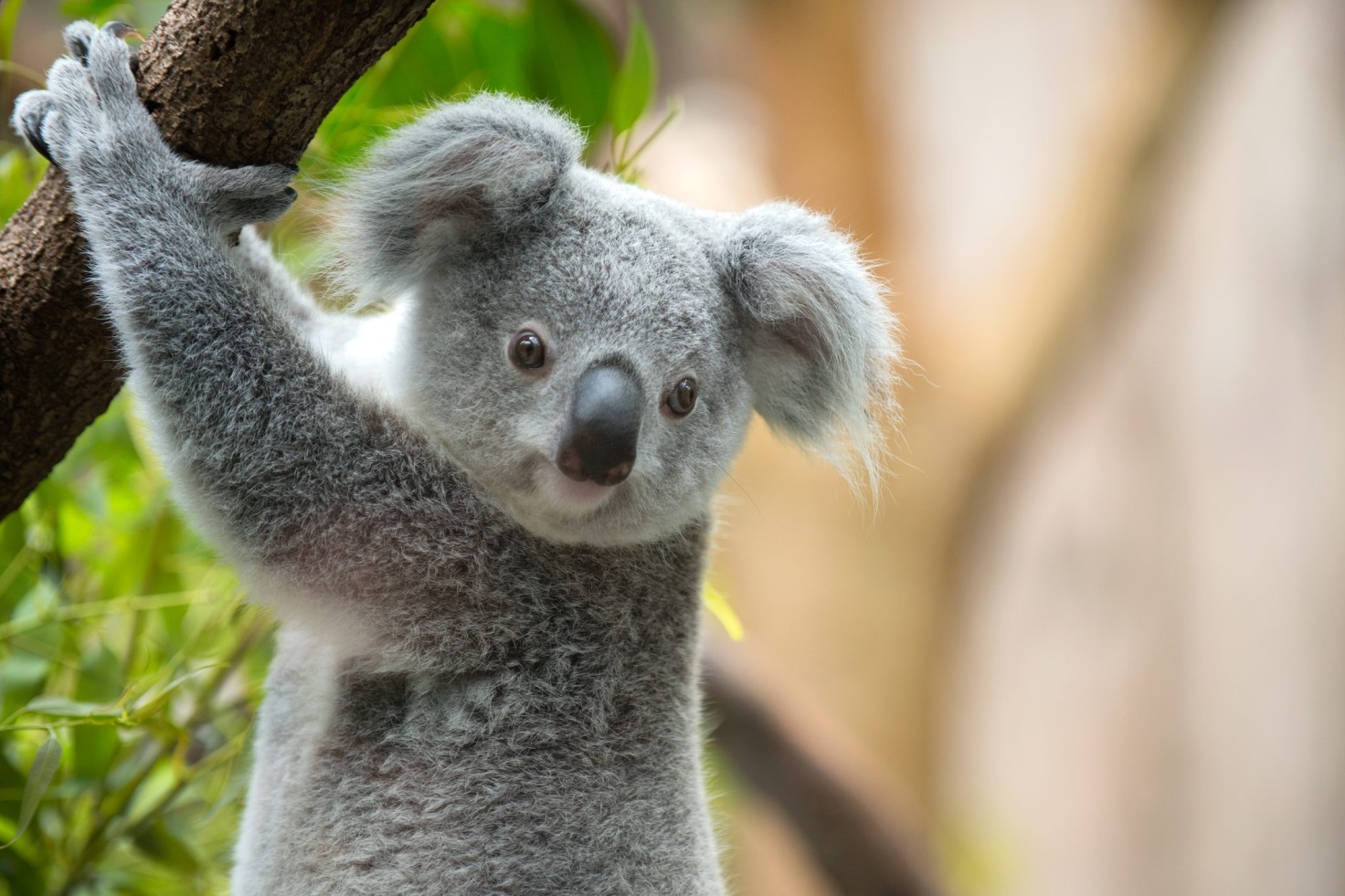 koala