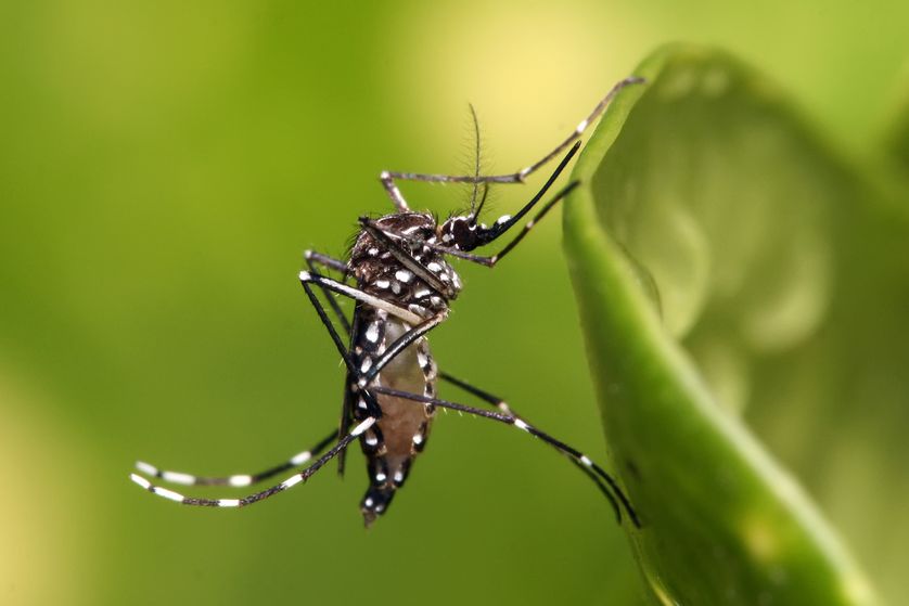mosquitoes