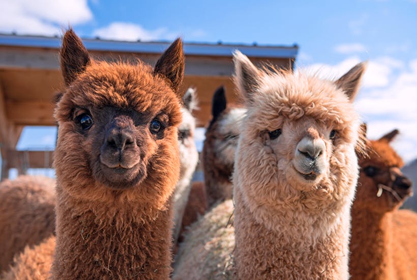 nanobodies alpacas CART