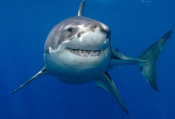 sharks