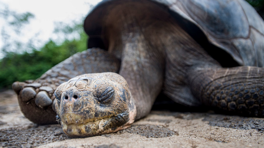 tortoises