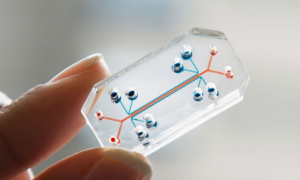 tumor on chip