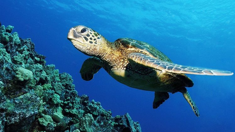turtles phage therapy